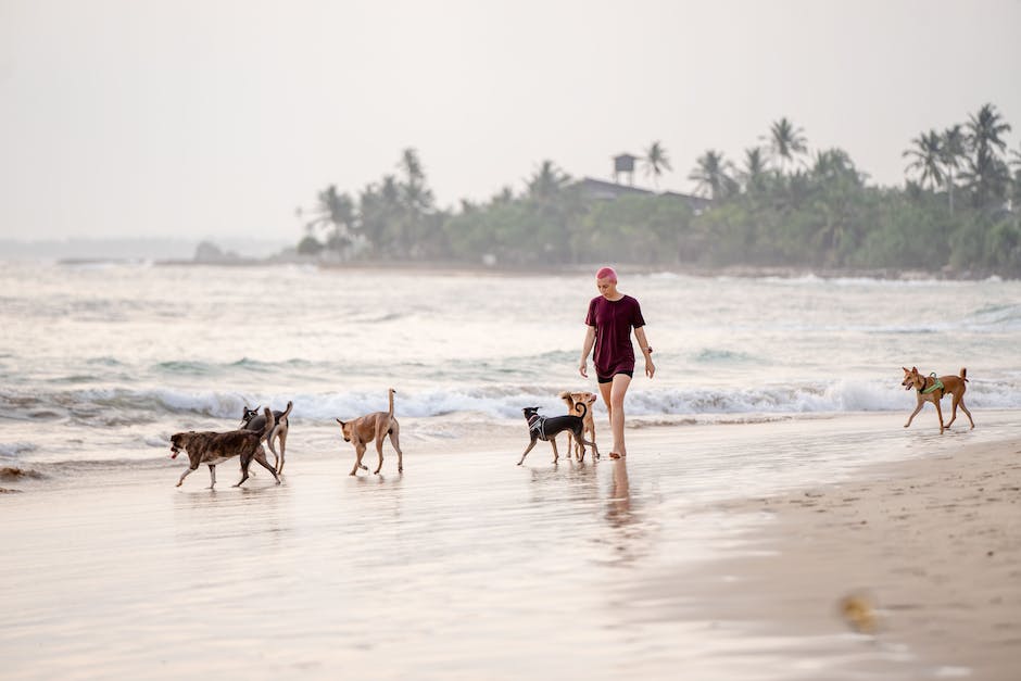 Einreisebestimmungen für Hunde in die Schweiz